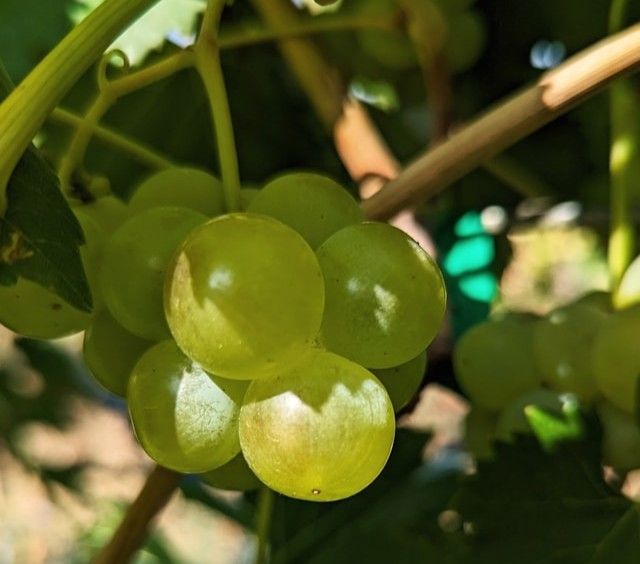 Il ciclo di vita della vite: conoscere per coltivare meglio